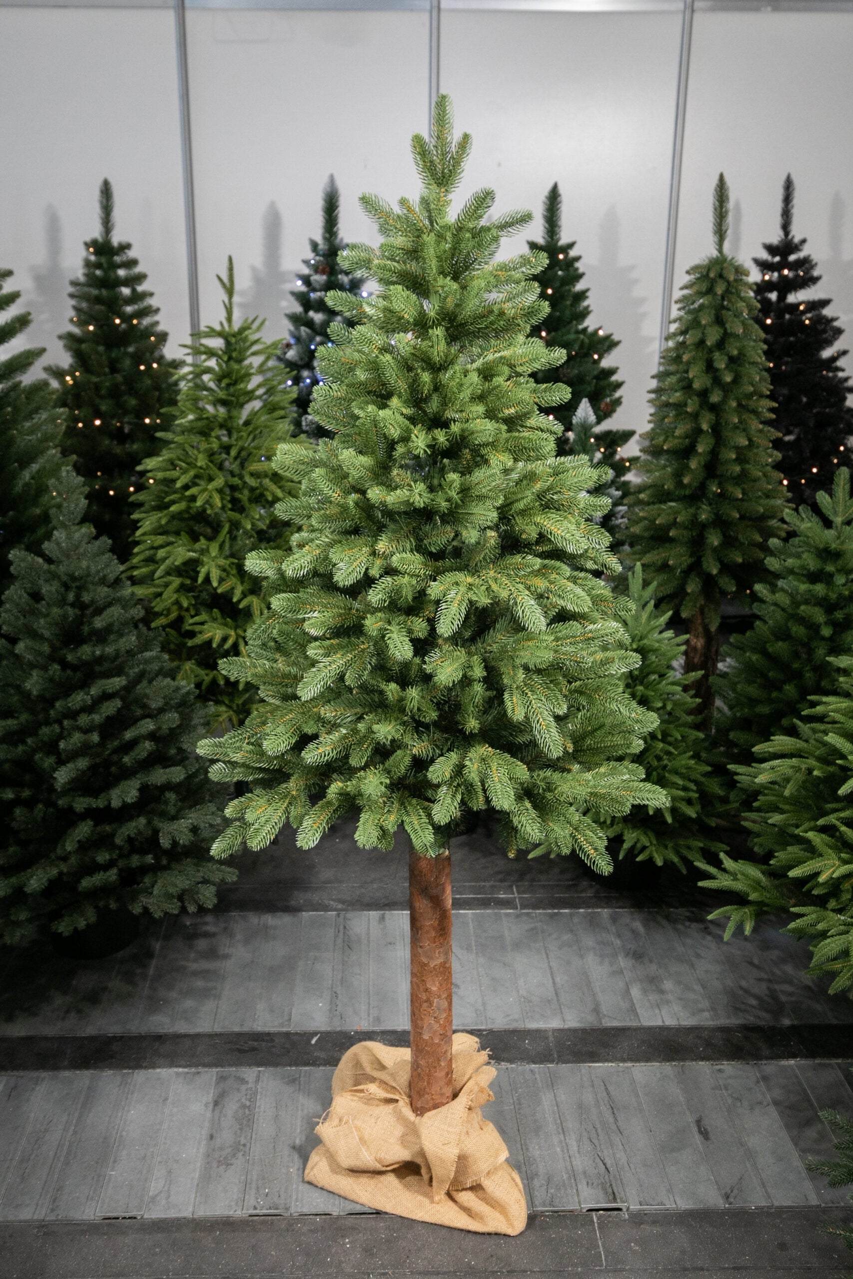 220 cm  Kalėdinė eglutė „Skandinaviškas kėnis“